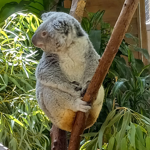 Koala