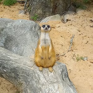 Meerkat