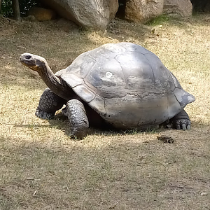 Galapagos Tortoise