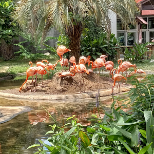 American Flamingo