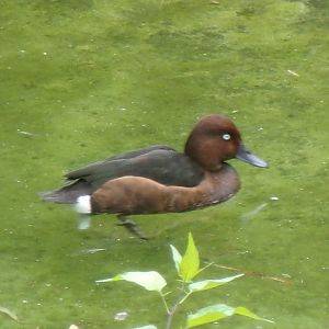 Ferruginous duck