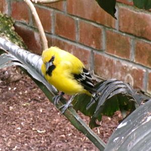 Yellow oriole