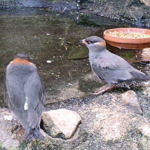 Rock pratincoles