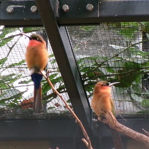 Red-throated bee-eater