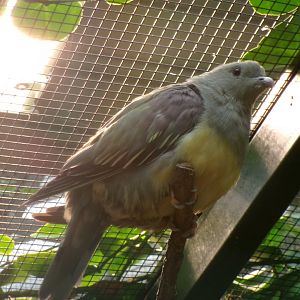 Bruce's green pigeon