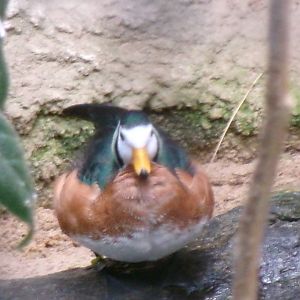 African pygmy-goose