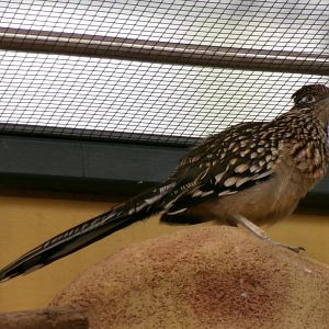 Greater roadrunner