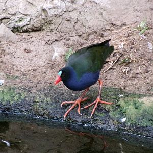 Allen's gallinule