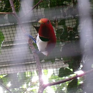 King bird-of-Paradise