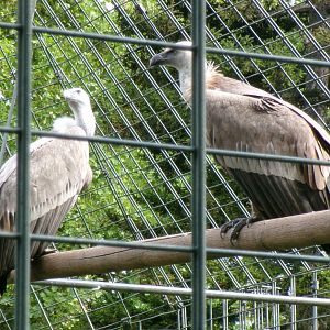 West Eurasian griffon vultures