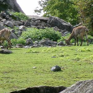 Alpine ibex