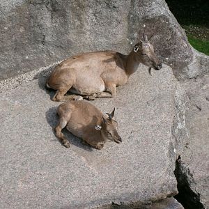Tajik markhors