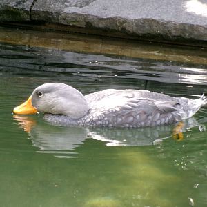 Magellanic steamerduck