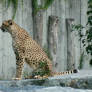 South African cheetah