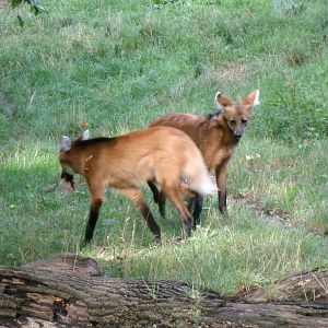 Maned wolves