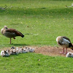 Egyptian geese