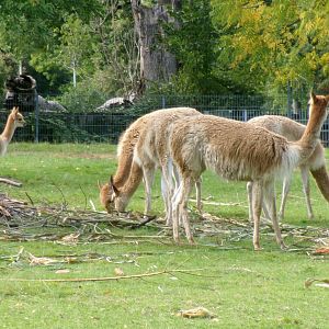 Vicuñas