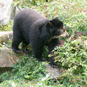 Spectacled bear