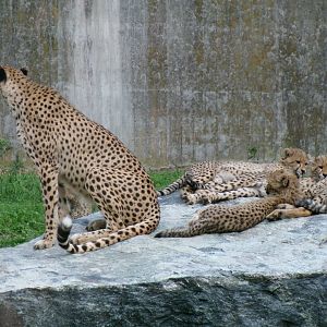 South African cheetahs