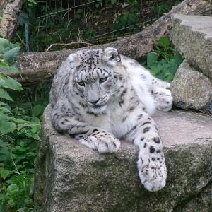 Snow leopard