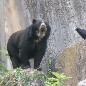 Spectacled bear