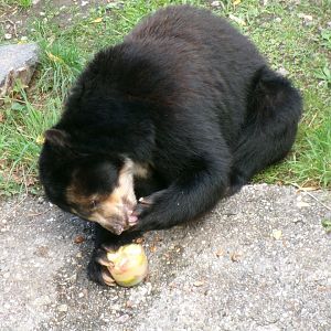 Spectacled bear