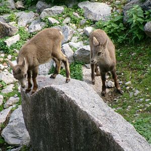 Alpine ibexes