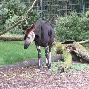 Okapi