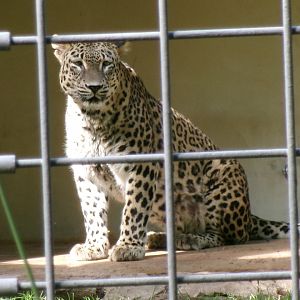 Persian leopard