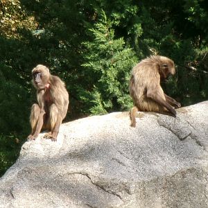 Geladas