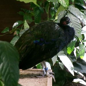Congo peafowl