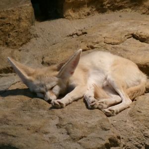 Fennec fox