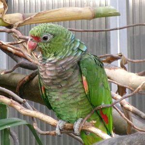 Vinaceous-breasted amazon