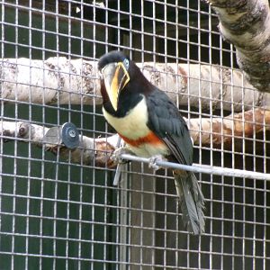 Chestnut-eared aracari
