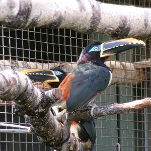 Chestnut-eared aracaris