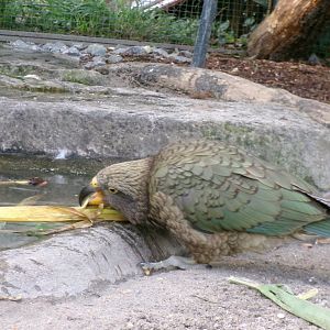 Kea