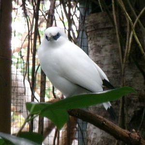 Bali myna