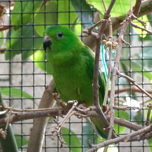 Blue-crowned hanging parrot