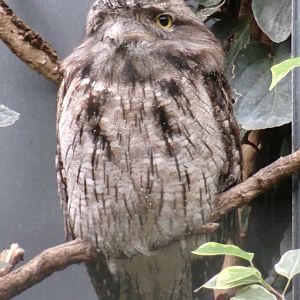 Tawny frogmouth