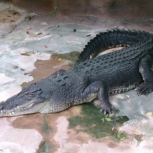 Saltwater crocodile