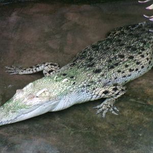 Saltwater crocodile