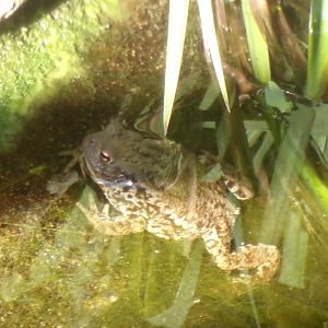 Common toad