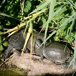 European pond turtles