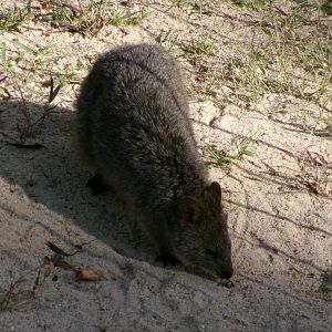 Quokka