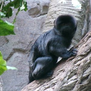 Goeldi's monkey
