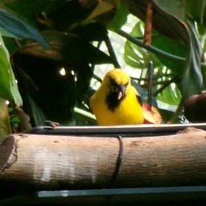 Yellow oriole