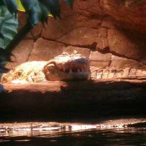 Broad-snouted caiman