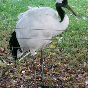 Red-crowned crane