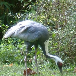 White-naped crane