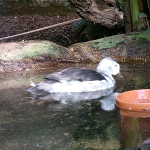 Indian cotton pygmy-goose